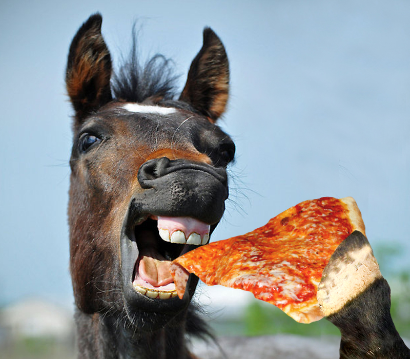 Photo of a horse eating pizza.